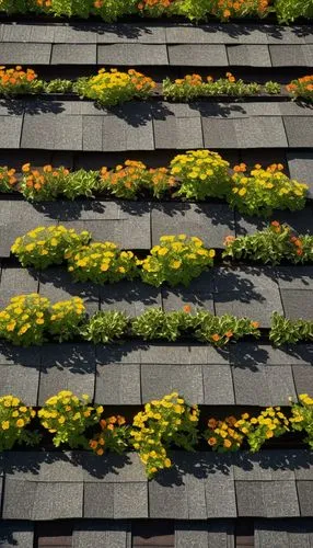 Architectural shingles, cost comparison, 3-tab shingles, residential building, modern suburban house, sloping roof, overlapping rows, gray asphalt material, textured surface, ridged pattern, contrast 