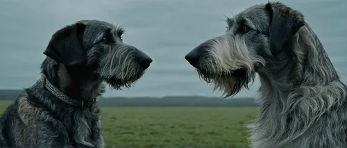 irish wolfhound,standard schnauzer,scottish deerhound,skye terrier,styrian coarse-haired hound,bearded collie,afghan hound,hound dogs,hanover hound,two dogs,grand basset griffon vendéen,briard,estonian hound,otterhound,bosnian coarse-haired hound,wirehaired pointing griffon,lurcher,silken windhound,glen of imaal terrier,istrian coarse-haired hound,Photography,Fashion Photography,Fashion Photography 17