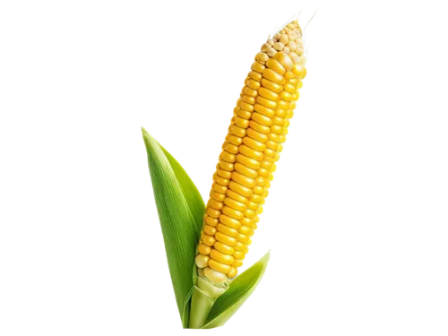 corn,maize,sweet corn,corn kernels,sweetcorn,playcorn,corn on the cob,corn ordinary,forage corn,winter corn,ornamental corn,corn salad,cob,kernels,ears of corn,creamed corn,cornales,corn straw,corn field,cornfield,Illustration,Realistic Fantasy,Realistic Fantasy 15