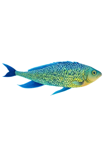 cychropsis,blue fish,killifish,rainbowfish,blue stripe fish,sardinella,fishbase,dartfish,mosquitofish,zebrafish,fishof,icefish,peixe,fish oil,gourami,glofish,mahimahi,fundulus,pescado,tetras,Illustration,Black and White,Black and White 21