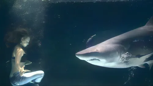 shark floating,a man and a shark underwater in an aquarium,ozeaneum,photo session in the aquatic studio,requin,underwater world,girl with a dolphin,underwater background