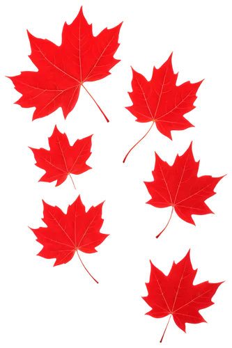 Red maple leaves, autumn season, detailed veins, curved shape, wavy edges, bright red color, transparent background, solo, center composition, soft focus, warm lighting, cinematic mood, isolated objec