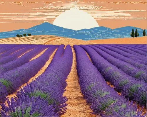 Sunrise on the Lavender Fields in Valensole in Provence,lavender field,lavender fields,lavender cultivation,lavander,lavandula,purple landscape,lavendar,provence,the lavender flower,lavenders,lavender