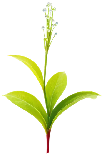 citronella,candy cane sorrel,upright yellow sorrel,tea plant,aromatic plant,stevia,sheep's sorrel,plantago,stevia rebaudiana,oil-related plant,sorrel,veratrum,pineapple lily,thick-leaf plant,morinda citrifolia,flowers png,alternanthera,terrestrial plant,scaphosepalum,herbaceous plant,Illustration,Vector,Vector 12