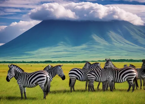 serengeti,zebra crossing,zebras,mount kilimanjaro,zebra,kilimanjaro,zebra pattern,burchell's zebra,east africa,tanzania,uganda,africa,kenya africa,safaris,giraffes,rwanda,wildebeest,quagga,tropical animals,safari,Illustration,Japanese style,Japanese Style 05