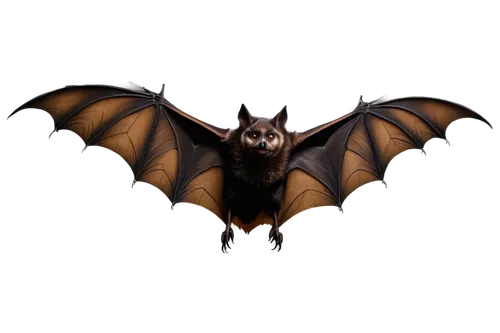 bat,megabat,fruit bat,vampire bat,tropical bat,bat smiley,bats,hanging bat,big brown bat,little red flying fox,lantern bat,flying fox,mouse eared bat,pipistrelles,little brown myotis,common pipistrelle,halloween vector character,batrachian,halloween cat,png transparent,Art,Artistic Painting,Artistic Painting 28