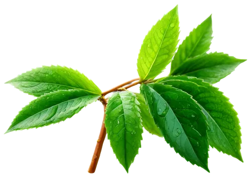 stevia,stevia rebaudiana,mint leaf,morinda citrifolia,tea plant,hojicha,morinda,siberian ginseng,nettle leaves,tulsi,chestnut with leaf,chestnut leaf,mentha,fan leaf,mape leaf,four-leaf,bay-leaf,walnut leaf,loose tea leaves,indian nettle,Art,Classical Oil Painting,Classical Oil Painting 32