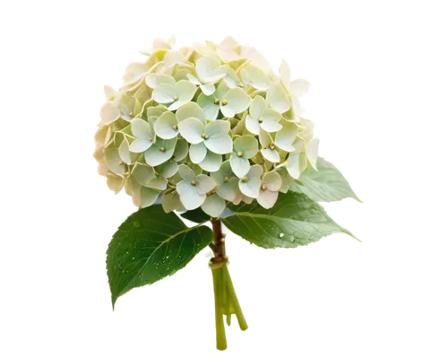 Hydrangea flowers, bouquet, pastel colors, delicate petals, green leaves, stems, water droplets, morning dew, soft natural light, shallow depth of field, warm color tone, 3/4 composition, floral arran