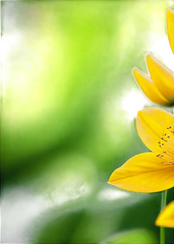 Bright yellow petals, green center, delicate curved stamens, soft gentle curves, morning dew, slight gentle breeze, warm sunlight, shallow depth of field, 3/4 composition, vibrant color tone, macro ph