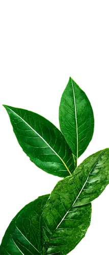 tea plant,bay-leaf,bay leaf,morinda citrifolia,walnut leaf,mape leaf,ceylon tea,stevia,tea leaf,lemon myrtle,loose tea leaves,magnolia leaf,fig leaf,custody leaf,morinda,paan,tropical leaf,stevia rebaudiana,oleaceae,tea tree,Illustration,Realistic Fantasy,Realistic Fantasy 23