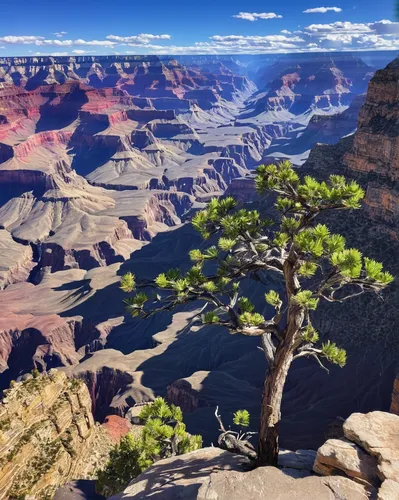 Grand Canyon National Park,,grand canyon,south rim,bright angel trail,lone tree,arizona cypress,dragon tree,arid landscape,isolated tree,background view nature,aeolian landform,united states national 