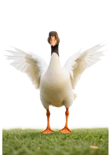 rockerduck,gooseander,pato,lameduck,duck bird,duck,peacocke,easter goose,ducalcon,brahminy duck,nile goose,gwe,the duck,volpato,cayuga duck,shelduck,canard,quackwatch,goose,bird png,Art,Classical Oil Painting,Classical Oil Painting 20