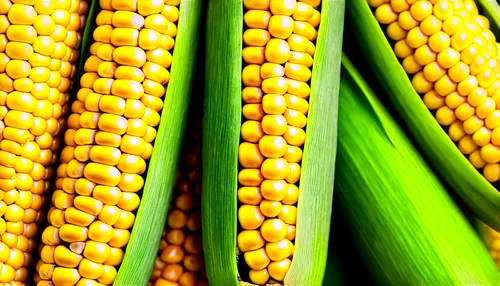 Golden corn, yellow kernels, green husk, natural texture, detailed grains, slight shine, warm lighting, close-up composition, shallow depth of field, vibrant color tone.

Let me know if you need any a