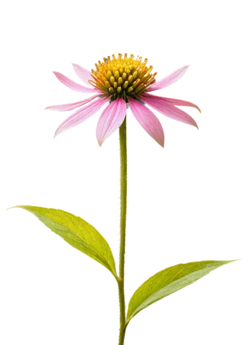 echinacea purpurea,coneflower,echinacea,echinacea purperea,coneflowers,african daisy,pink chrysanthemum,flower wallpaper,flower background,gerbera flower,asteraceae,wood daisy background,pink flower,south african daisy,chrysanthemum background,cow flower,gerbera flower pink,strawflower,yellow gerbera,perennial daisy,Illustration,Realistic Fantasy,Realistic Fantasy 22