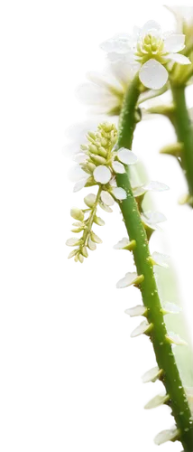 prickly flower,stamen,myriophyllum,pteridium,mossflower,wild plant,sundew,pine flower,panicle,grass blossom,crepis,fern plant,flowers png,urtica,polypodium,forest orchid,herbaceous plant,crispum,stylidium,indian nettle,Conceptual Art,Oil color,Oil Color 07