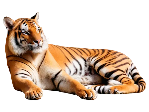 bengal tiger,bengalensis,tiger png,bengal,sumatrana,tigerish,harimau,royal bengal,asian tiger,siberian tiger,tigert,tigar,tiger,stigers,tigerle,white bengal tiger,type royal tiger,hottiger,tigers,tigor,Conceptual Art,Graffiti Art,Graffiti Art 03