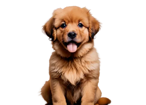 nova scotia duck tolling retriever,golden retriever puppy,golden retriever,golden retriver,venkman,leonberger,retriever,cute puppy,dog pure-breed,goldens,dog breed,cocker spaniel,briard,mixed breed dog,portrait background,labradoodle,australian shepherd,dogue de bordeaux,labrador retriever,cavalier king charles spaniel,Illustration,Abstract Fantasy,Abstract Fantasy 10