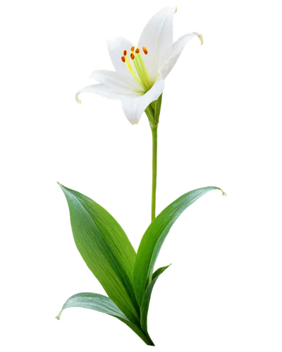 flowers png,white lily,easter lilies,lily flower,lilium candidum,flower background,turkestan tulip,white trumpet lily,sego lily,tulip white,madonna lily,lotus png,white floral background,natal lily,tulipa,avalanche lily,lilies of the valley,lily water,guernsey lily,cape jasmine,Photography,Black and white photography,Black and White Photography 05