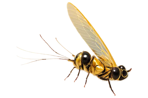 syrphidae,giant bumblebee hover fly,syrphid fly,vespula,hover fly,megachilidae,butterflyer,hoverfly,drone bee,bumblebee fly,hoverflies,hornet hover fly,hymenoptera,wedge-spot hover fly,silk bee,medium-sized wasp,bee,pipiens,drawing bee,apis mellifera,Illustration,Realistic Fantasy,Realistic Fantasy 41