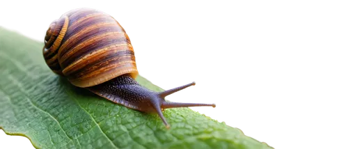 Snail, slimy trail, shell with brown spiral pattern, antennae on head, big round eyes, leaves in background, morning dew, soft natural light, close-up shot, shallow depth of field, vibrant green color