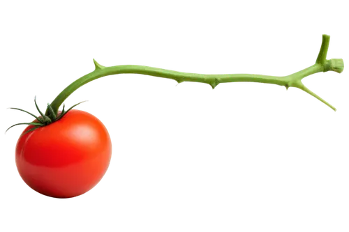 panicle tomato,roma tomato,tomato,lycopene,red tomato,a tomato,cherry tomatoes,red bell pepper,capsaicin,green tomatoe,red bell peppers,onagraceae,tomatsu,tomatos,roma tomatoes,vine tomatoes,bellpepper,pomodoro,bladder cherry,tomatoes,Art,Artistic Painting,Artistic Painting 28