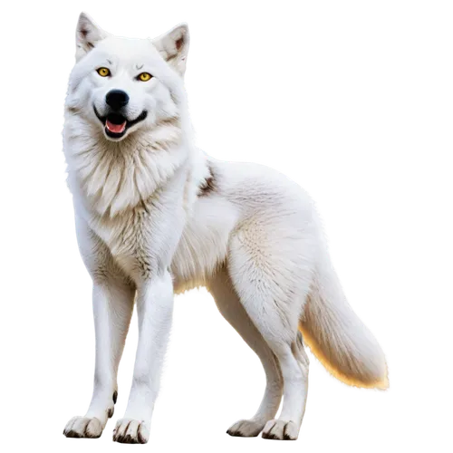 atka,inu,white dog,samoyedic,white fox,wolpaw,constellation wolf,light fur,wolstein,wolfed,lumi,husky,malamutes,aleu,thorgal,shibergan,wolfdog,huskie,howling wolf,huskic,Illustration,Black and White,Black and White 26