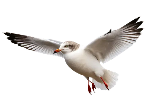 arctic tern,flying common tern,flying tern,tern bird,tern flying,large white-headed gull,black-headed gull,dove of peace,caspian tern,common tern,fairy tern,black headed gull,royal tern,white dove,seagull in flight,bird in flight,peace dove,tern,whiskered tern,doves of peace,Illustration,Realistic Fantasy,Realistic Fantasy 05