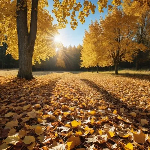 autumn background,golden autumn,autumn gold,autumn scenery,yellow leaves,fallen leaves,Photography,General,Realistic