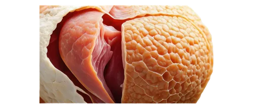 labral,latissimus,supraspinatus,larynx,fasciae,fibrocartilage,great white pelican,piriformis,trichinosis,eastern white pelican,intramuscular,ampullae,velopharyngeal,papillae,anterior,perianal,trapezius,embryological,oviduct,femoral,Illustration,Children,Children 04