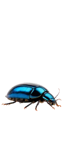 Beetle, shiny black carapace, metallic blue wings, golden eyes, antennae, tiny legs, oval body, detailed texture, soft focus background, 3/4 composition, warm lighting, close-up shot, isolated on whit