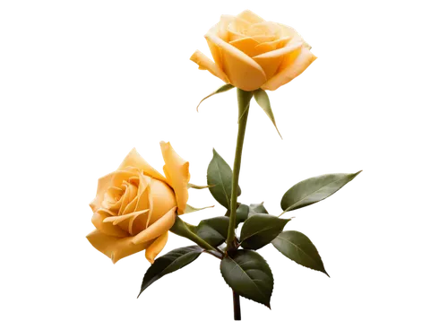 yellow rose background,flowers png,rose png,yellow orange rose,gold yellow rose,yellow roses,yellow rose,bicolored rose,orange rose,orange roses,arrow rose,lady banks' rose ,lady banks' rose,flower rose,evergreen rose,for you,bicolor rose,noble roses,artificial flower,rosa,Conceptual Art,Daily,Daily 09