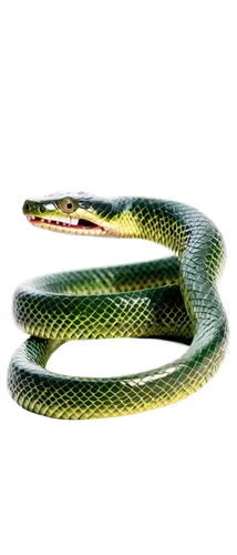 smooth greensnake,garter snake,green tree snake,plains gartersnake,western terrestrial garter snake,ribbon snake,common garter snake,green snake,sharptail snake,glass lizard,african house snake,vine snake,western green mamba,plain bellied watersnake,tree snake,green mamba,san joaquin coachwhip,snakebite,grass snake,rat snake,Photography,Fashion Photography,Fashion Photography 19