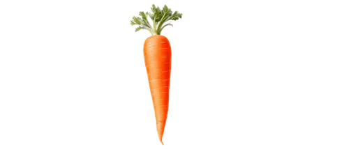 big carrot,carrot,carrott,carrots,carrola,carrols,carota,carrothers,carotenoid,juglandaceae,vegetable,daikon,verduras,dunnyveg,carotene,vegetable outlines,veggie,asparagaceae,crudites,root vegetables,Illustration,Retro,Retro 18