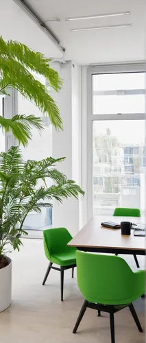 office-green-business-working-area-meeting-table-PBKP2ZU.jpg,fern plant,norfolk island pine,green plants,thuja,fan palm,contemporary decor,conference room table,modern office,modern decor,furnished of