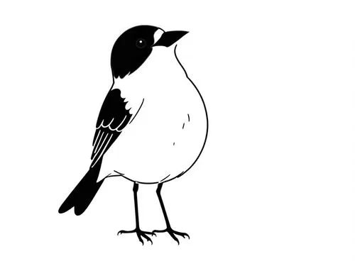 the black and white image is of a small bird,magpie,hooded crow,butcherbird,magpie lark,bird png,australian magpie,Design Sketch,Design Sketch,Rough Outline