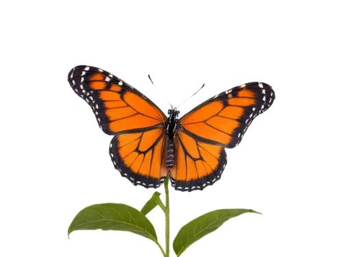 butterfly background,butterfly vector,orange butterfly,butterfly clip art,monarch butterfly,butterfly isolated,isolated butterfly,polygonia,euphydryas,transparent background,garrisoned,gulf fritillary,butterly,on a transparent background,melitaea,vanessa atalanta,butterfly,checkerboard butterfly,monarch,milkweed,Illustration,Realistic Fantasy,Realistic Fantasy 31