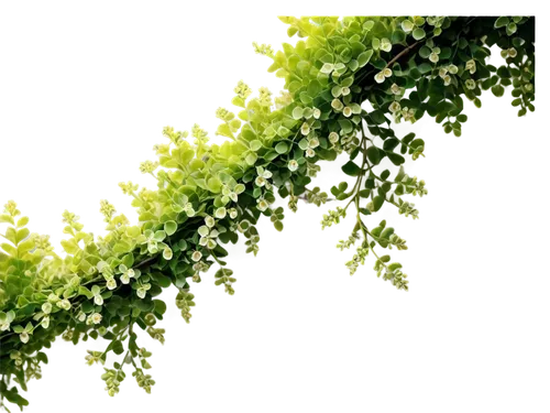 fractal environment,spring leaf background,green wallpaper,fractals art,photosynthetic,fractals,fractal,light fractal,bryophytes,moss landscape,chlorophyll,leaf fern,fern plant,moss saxifrage,ferns,green tree,forest plant,halophyte,lily of the valley,verdant,Conceptual Art,Oil color,Oil Color 02