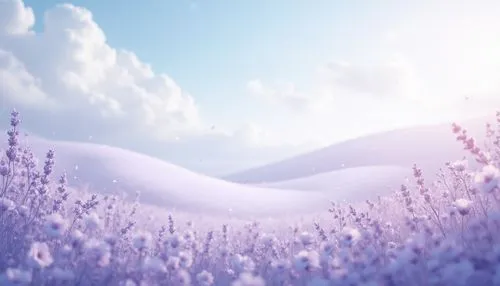 lavender field,lavender fields,purple landscape,cotton grass,cottongrass,lavender,lavenders,blooming field,meadow in pastel,purple wallpaper,fragrant snow sea,purple blue ground,heavenward,winter background,snow fields,salt meadow landscape,snowfield,pale purple,the lavender flower,dreamscape,Photography,General,Realistic