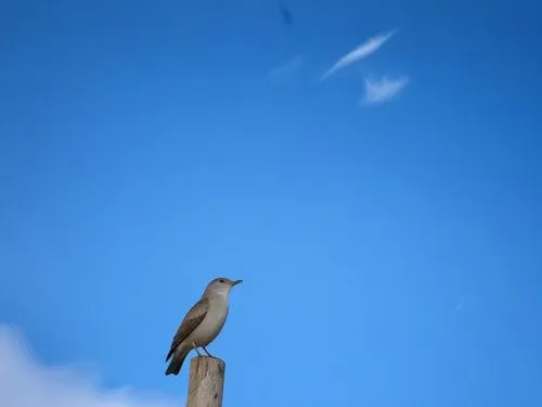 a bird that is sitting on a pole,bluebird perched,bird in the sky,wheatear,western bluebird,woodswallow,bird in flight