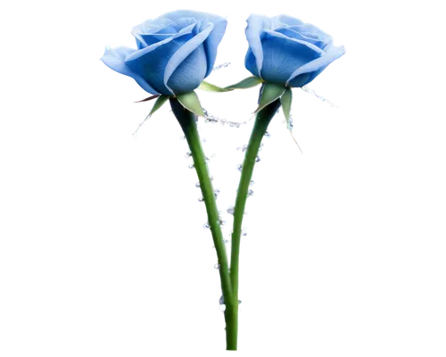 flowers png,blue rose,rose png,blue flower,cleanup,himilayan blue poppy,blue flowers,blue petals,lisianthus,minimalist flowers,blue background,turkestan tulip,blue white,blue moon rose,blue ribbon,blue rose near rail,blue flax,blue and white,on a white background,flower background,Conceptual Art,Daily,Daily 19