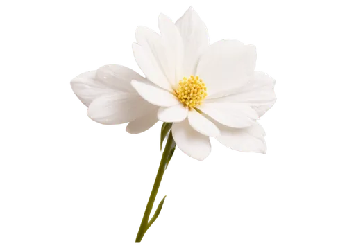 white flower,wood daisy background,white cosmos,shasta daisy,daisy flower,marguerite daisy,white chrysanthemum,chrysanthemum background,oxeye daisy,delicate white flower,the white chrysanthemum,margueritte,leucanthemum,flowers png,camomile flower,flower background,white lily,common daisy,ox-eye daisy,single flower,Art,Classical Oil Painting,Classical Oil Painting 05