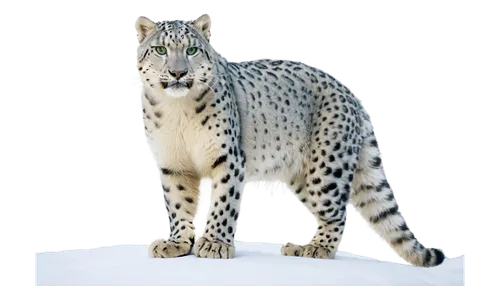 genets,gepard,mohan,bengalensis,cheeta,cheetor,leopardus,felidae,jayfeather,poupard,acinonyx,genet,piebald,3d model,tigor,3d rendered,taltos,snep,mahlathini,cheetah,Illustration,Abstract Fantasy,Abstract Fantasy 15