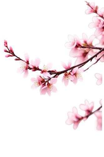 japanese sakura background,cherry blossom branch,sakura branch,plum blossoms,sakura background,sakura blossoms,sakura flower,sakura tree,japanese cherry blossom,sakura cherry tree,japanese floral background,pink cherry blossom,plum blossom,sakura flowers,japanese cherry blossoms,sakura blossom,japanese cherry,cherry blossom,cherry blossoms,cherry branches,Illustration,Realistic Fantasy,Realistic Fantasy 08