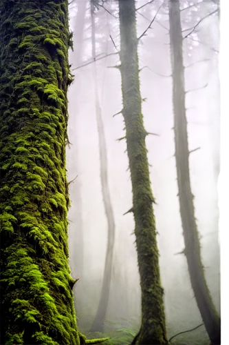 foggy forest,beech forest,forestland,fangorn,fir forest,mirkwood,coniferous forest,spruce forest,green forest,forest moss,mixed forest,deciduous forest,beech trees,fromme,bavarian forest,forests,arboreal,forested,understory,forest,Illustration,Black and White,Black and White 12