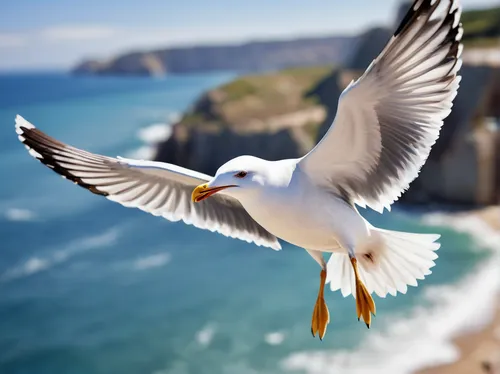 seagull in flight,seagull,fairy tern,seagull flying,flying sea gulls,sea-gull,sea swallow,flying tern,sea gull,seabird,indian sea gull,silver seagull,northern gannet,royal tern,tern bird,dove of peace,tern flying,pacific gull,coastal bird,bird in flight,Unique,3D,Panoramic