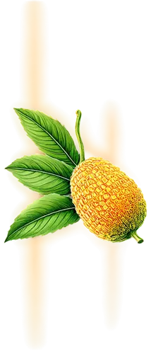 fir pineapple,ananas,durian seed,small pineapple,pineapple flower,banksia,pineapple plant,pinapple,pineapple,ananas comosus,artocarpus,dried pineapple,mini pineapple,breadfruit,durian,annona,a pineapple,pitahaya,pineapple pattern,pitahaja,Illustration,Realistic Fantasy,Realistic Fantasy 31