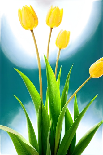 tulip background,yellow tulips,yellow orange tulip,flower background,tulipa,flowers png,tulipa sylvestris,tulip flowers,spring leaf background,spring background,daff,jonquils,easter lilies,tulipe,two tulips,day lily plants,tulips,daffodils,daffyd,wild tulips,Unique,Design,Sticker