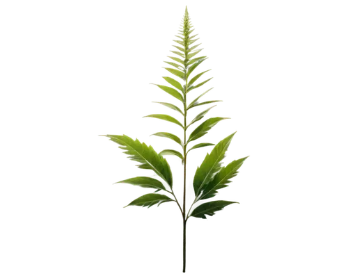 Giant ragweed, green stems, broad triangular leaves, pointed tips, serrated edges, tall height, sprawling shape, invasive species, afternoon sunlight, soft focus, shallow depth of field, naturalistic,