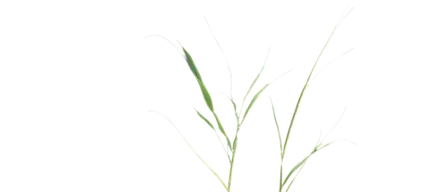 sweet grass plant,sweet grass,wheat germ grass,long grass,reed grass,arrowgrass,sweetgrass,elymus repens,sea arrowgrass,triticale,grass grasses,lemongrass,foxtail barley,spring onion,wheat grass,green wheat,yellow nutsedge,blade of grass,beach grass,grasses,Illustration,Retro,Retro 23