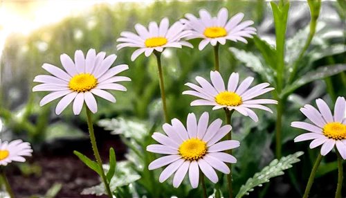 wood daisy background,daisy flowers,barberton daisies,white daisies,marguerite daisy,australian daisies,meadow daisy,oxeye daisy,pyrethrum,daisies,margueritte,daisylike,daisy flower,perennial daisy,erigeron,sun daisies,ox-eye daisy,common daisy,pink daisies,leucanthemum,Illustration,Black and White,Black and White 07